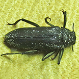 Potamodytes species